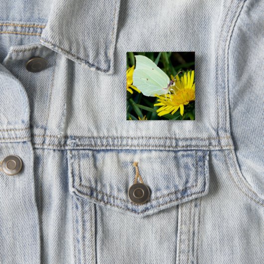 Botervlieg op gele Button (In situ)