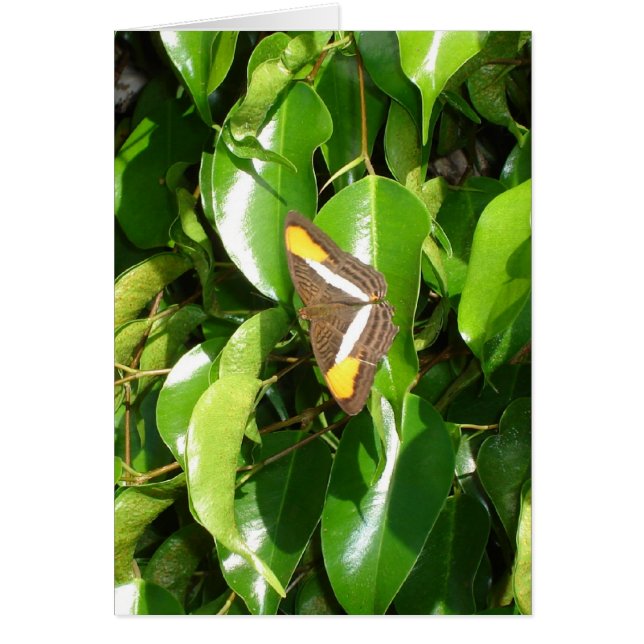 Botervlieg op groen (Voorkant)