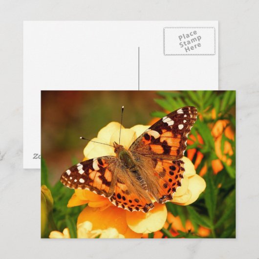 Botervlieg op het Briefkaart van de Gele Bloemen (Voorkant / Achterkant)