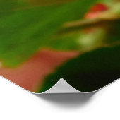 Botervlieg op het Poster van de Rode Bloemen (Hoek)