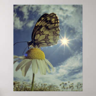 Botervlieg op kamillebloem met zon, poster
