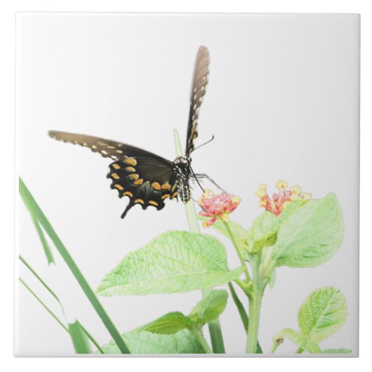 Botervlieg op Lantana, wit Tegeltje (Voorkant)