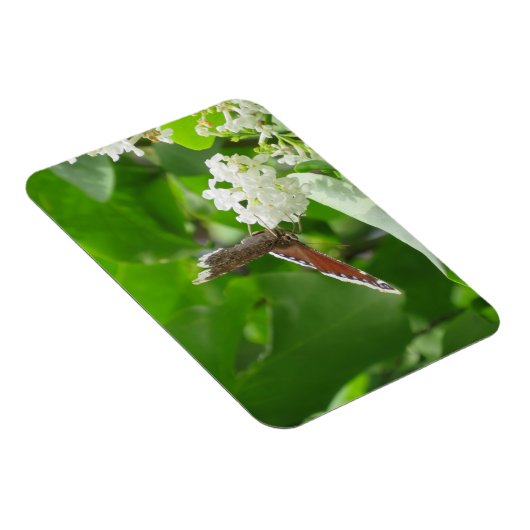 Botervlieg op Lila lente magneet (Rechterzijde)