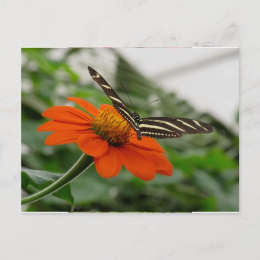 Botervlieg op Oranje ventilator Briefkaart (Voorkant)