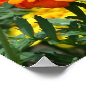 Botervlieg op Poster van Oranje en gele bloemen (Hoek)