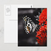 Botervlieg op rode bloemen briefkaart (Voorkant / Achterkant)