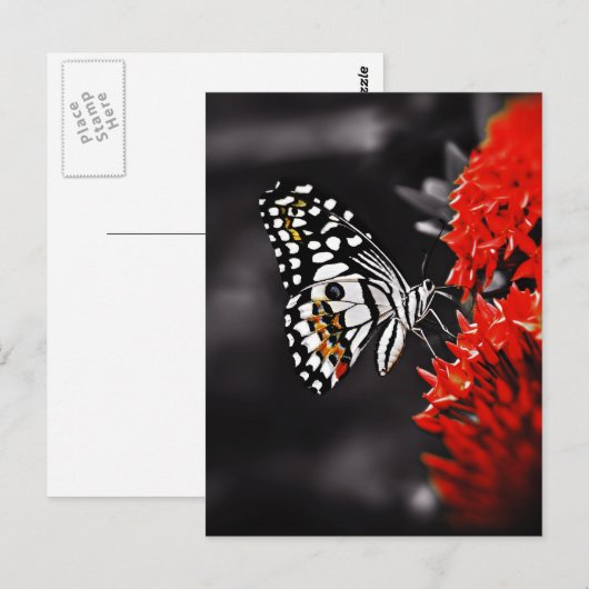 Botervlieg op rode bloemen briefkaart (Voorkant / Achterkant)