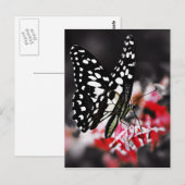 Botervlieg op rode ventilator briefkaart (Voorkant / Achterkant)