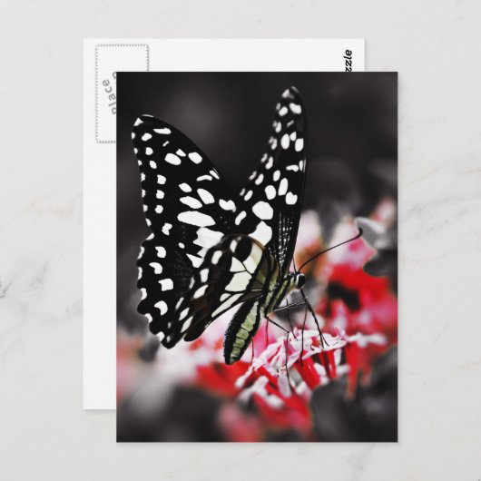 Botervlieg op rode ventilator briefkaart (Voorkant / Achterkant)