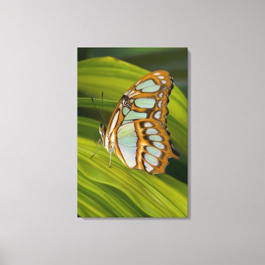 Botervlieg rust op bladeren canvas afdruk (Voorkant)