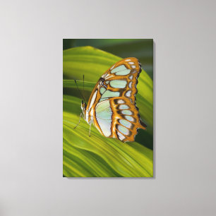 Botervlieg rust op bladeren canvas afdruk