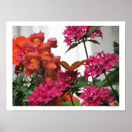 Botervlieg tussen roze en Oranje bloemen Poster