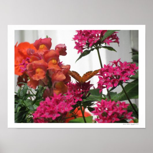 Botervlieg tussen roze en Oranje bloemen Poster (Voorkant)