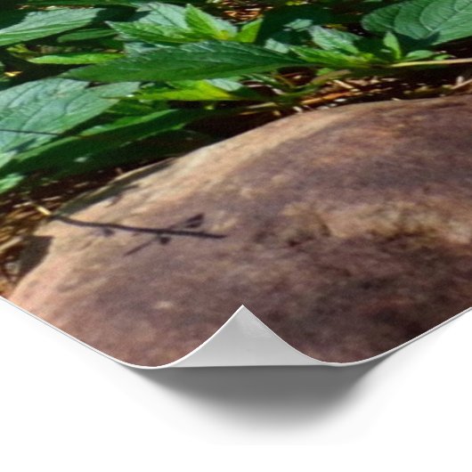 Botervliegbankstoel Poster (Hoek)