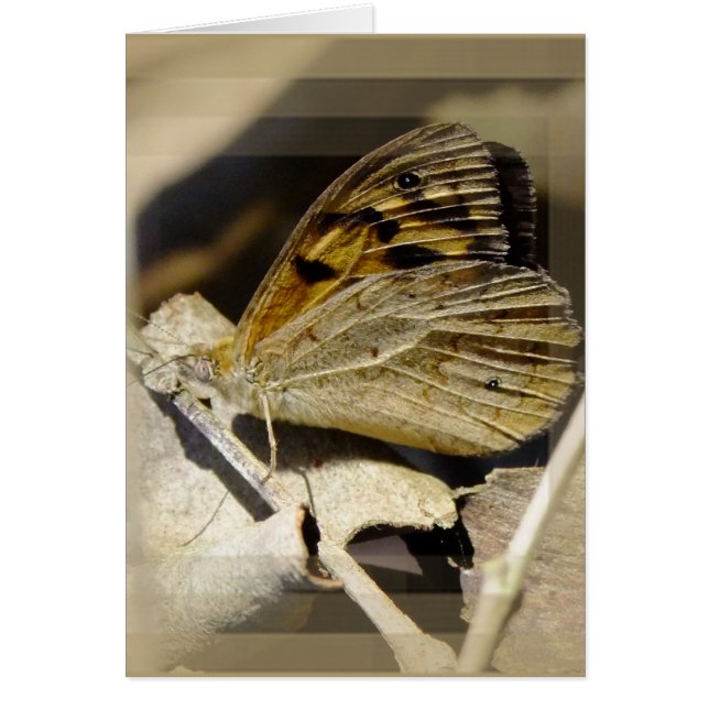 Botervliegdromen (Voorkant)