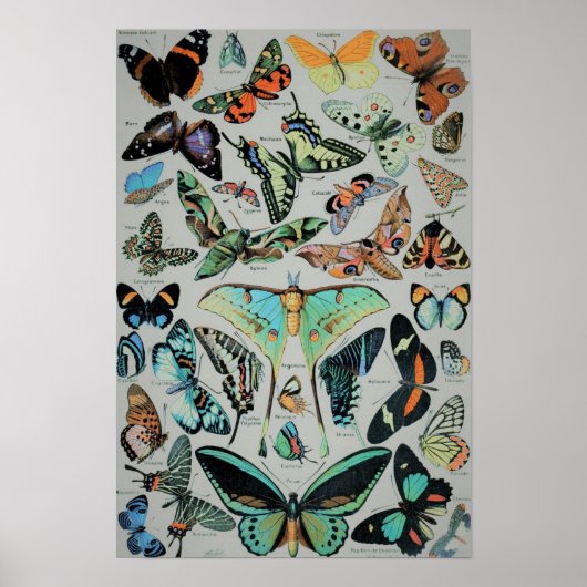 botervliegen afdrukken poster (Voorkant)