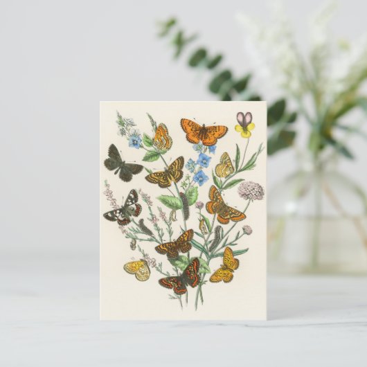 Botervliegen en bloemen  Illustratie 1 Briefkaart (Staand voorkant)