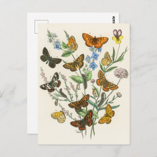 Botervliegen en bloemen Illustratie 1 Briefkaart (Voorkant / Achterkant)