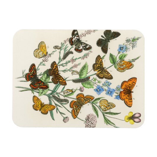 Botervliegen en bloemen  Illustratie 1 Magneet (Horizontaal)