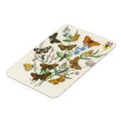 Botervliegen en bloemen  Illustratie 1 Magneet (Linkerzijde)