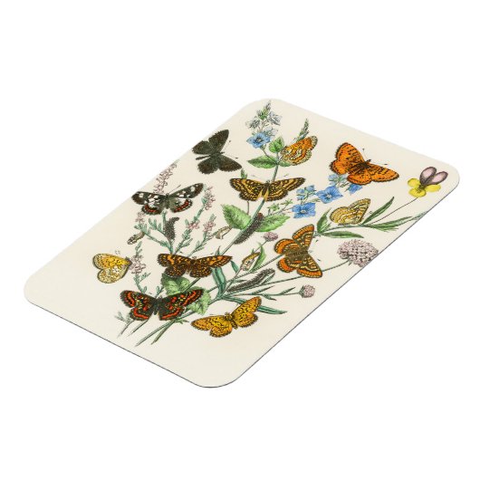 Botervliegen en bloemen  Illustratie 1 Magneet (Linkerzijde)