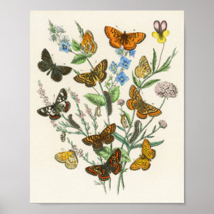 Botervliegen en bloemen  Illustratie 1 Poster