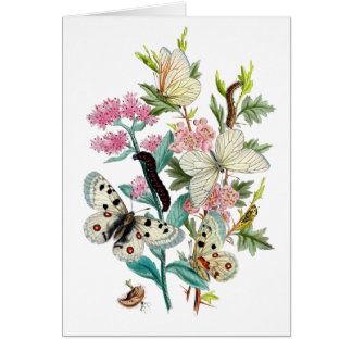 Botervliegen van de zomer