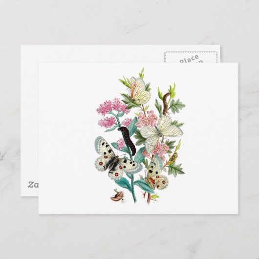 Botervliegen van de zomer briefkaart (Voorkant / Achterkant)