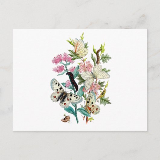Botervliegen van de zomer briefkaart (Voorkant)