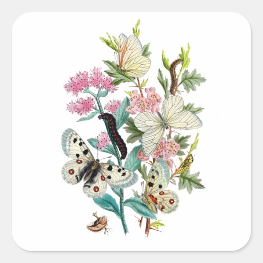 Botervliegen van de zomer vierkante sticker (Voorkant)