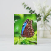 Botervliegenschilderij Briefkaart (Staand voorkant)