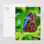 Botervliegenschilderij Briefkaart (Voorkant / Achterkant)