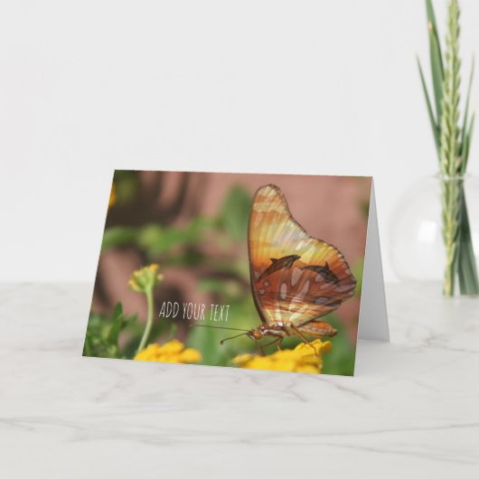 Botervliegers - Butterflys & Dolphins Feestdagen Kaart (Voorkant)