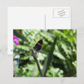 Botervliegfotografie Briefkaart (Voorkant / Achterkant)