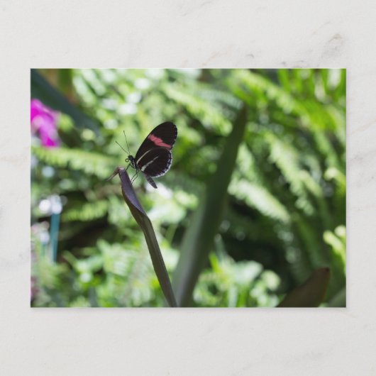 Botervliegfotografie Briefkaart (Voorkant)