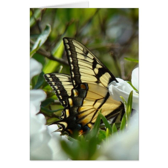 Botervlieglente (Voorkant)