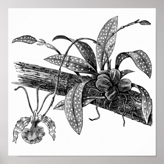 Botervliegorchidee Poster (Voorkant)