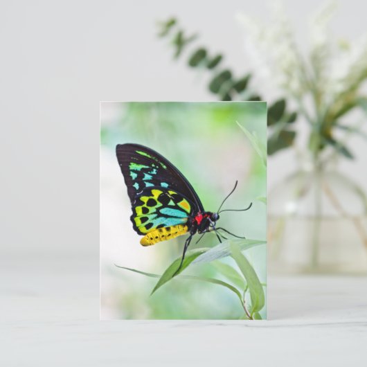 Botervliegregenboogkleuren Briefkaart (Staand voorkant)