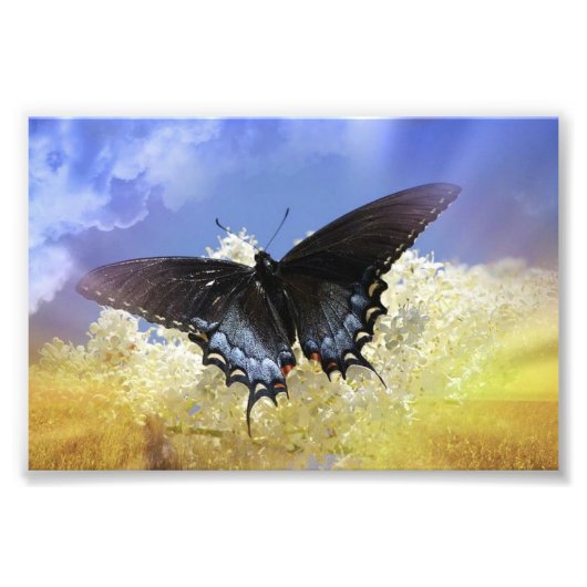 Botervliegvrijheid Foto Afdruk (Voorkant)