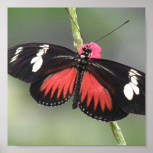 Botervliesfotoontwerp afdrukken poster