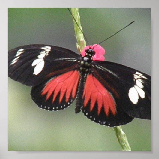 Botervliesfotoontwerp afdrukken poster (Voorkant)