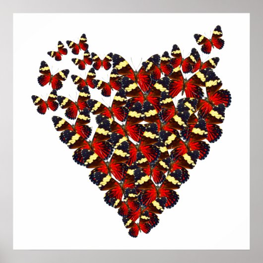 Botervlieshart Poster (Voorkant)