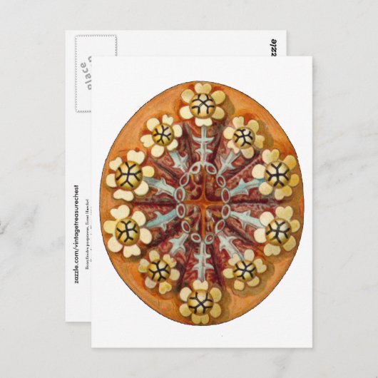 Botrylloides purpureus, Ernst Haeckel Fine Art Briefkaart (Voorkant / Achterkant)