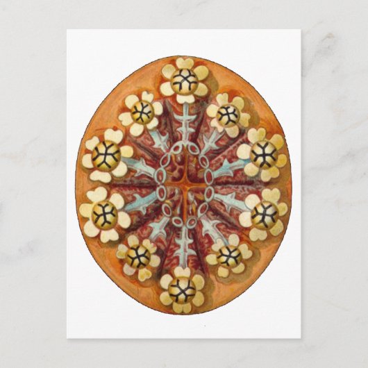 Botrylloides purpureus, Ernst Haeckel Fine Art Briefkaart (Voorkant)