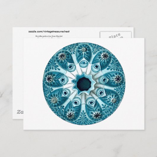 Botryllus Polycyclus Ernst Haeckel Fine Art Briefkaart (Voorkant / Achterkant)