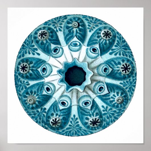 Botryllus Polycyclus Ernst Haeckel Fine Art Poster (Voorkant)