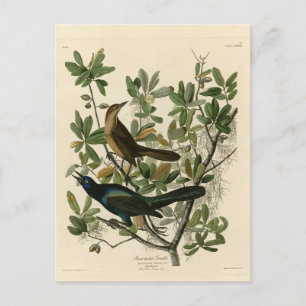Botstaartgrackle - Amerikaanse vogels van Audubon Briefkaart