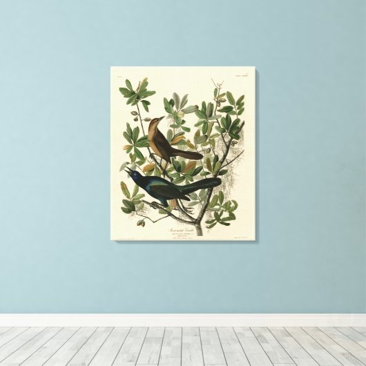 Botstaartgrackle - Amerikaanse vogels van Audubon Canvas Afdruk (Insitu (Houten vloer))