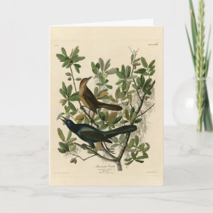 Botstaartgrackle - Amerikaanse vogels van Audubon Kaart