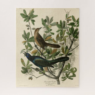 Botstaartgrackle - Amerikaanse vogels van Audubon Legpuzzel